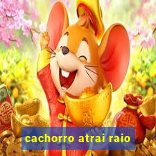 cachorro atrai raio