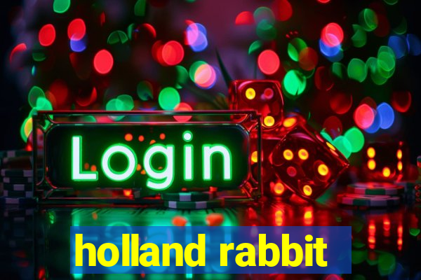 holland rabbit