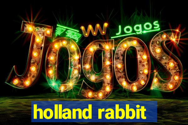 holland rabbit