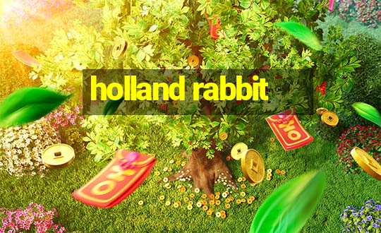 holland rabbit