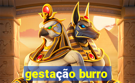 gestação burro