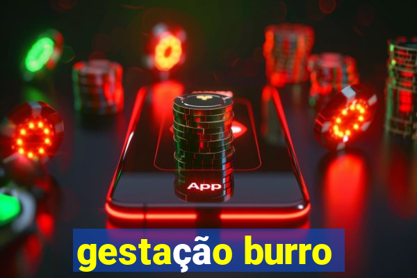 gestação burro