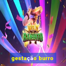 gestação burro