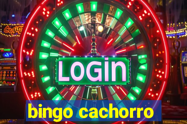 bingo cachorro