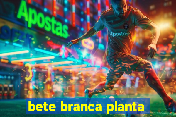 bete branca planta