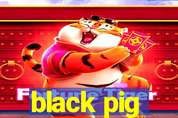 black pig