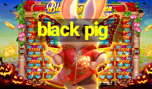 black pig