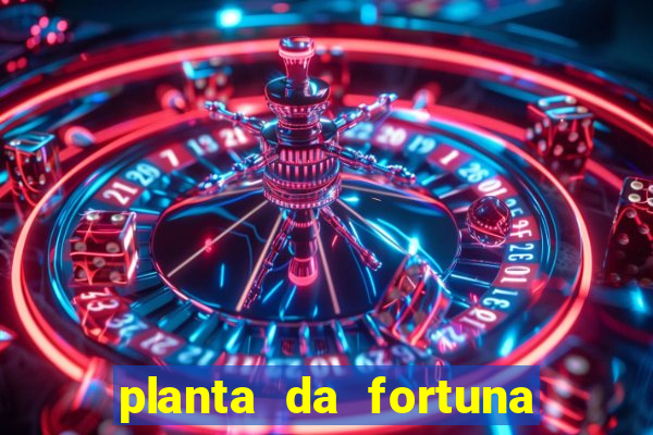 planta da fortuna e felicidade