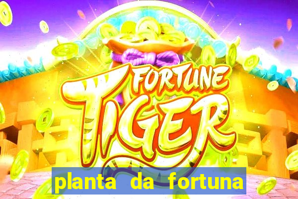 planta da fortuna e felicidade