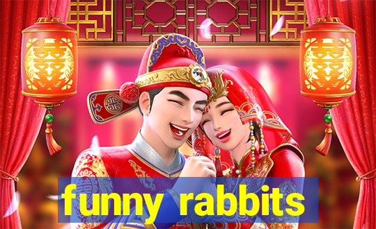 funny rabbits