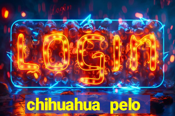 chihuahua pelo longo porto alegre