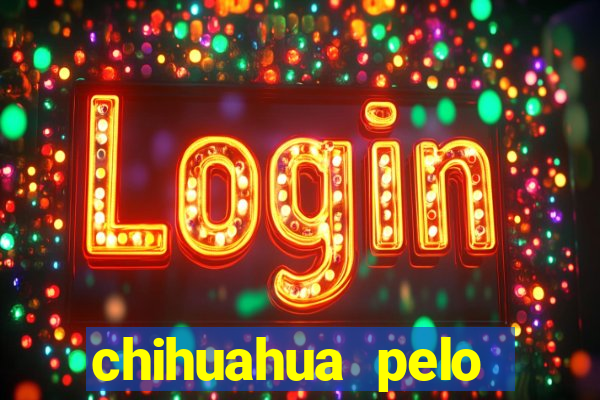 chihuahua pelo longo porto alegre