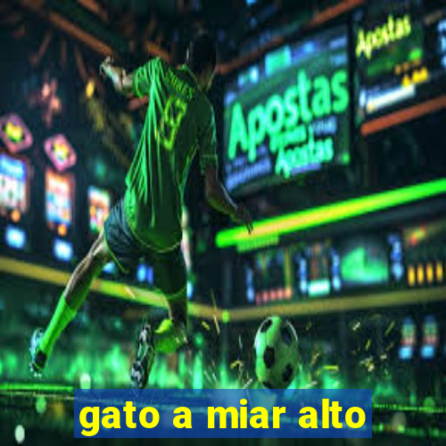 gato a miar alto