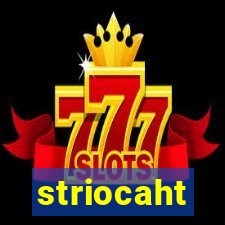 striocaht