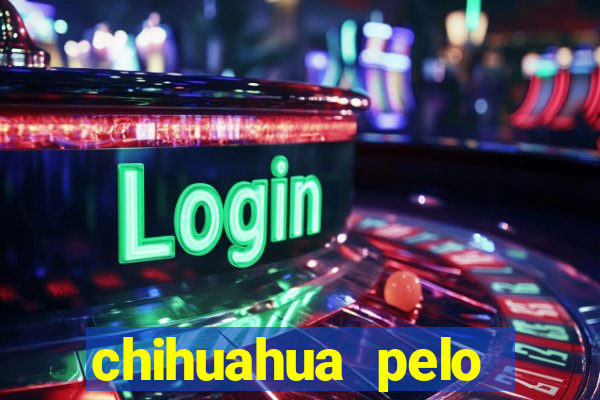 chihuahua pelo longo preço