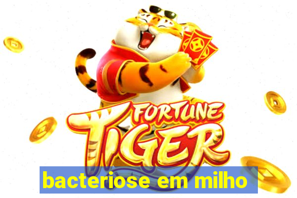 bacteriose em milho