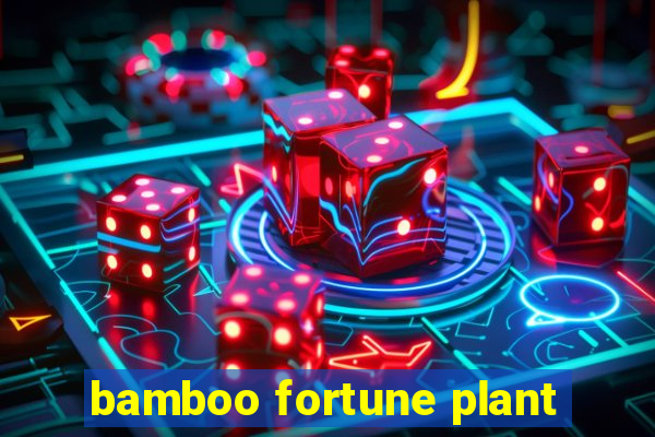 bamboo fortune plant