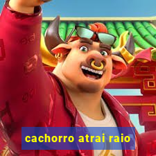 cachorro atrai raio