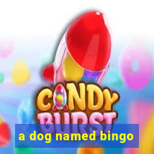 a dog named bingo